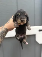 Longhaired Black/cream brindle Piebald , a male Miniature Dachshund for sale in Thomaston, GA – 4 of 7