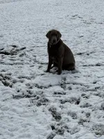 AKC Silver Labrador , a female Labrador Retriever for sale in Thomaston, GA – 3 of 3