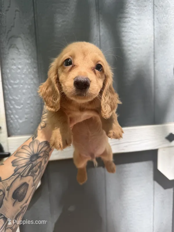 Longhaired solid Cream – Miniature Dachshund puppy for sale in Thomaston, GA