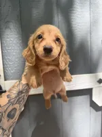 Longhaired solid Cream, a male Miniature Dachshund for sale in Thomaston, GA – 1 of 8