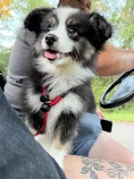 Toy tricolor Aussie , a male Toy Australian Shepherd for sale in Thomaston, GA – 4 of 4