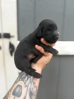 Longhaired Miniature (solid black) 1, a male Miniature Dachshund for sale in Thomaston, GA – 3 of 7