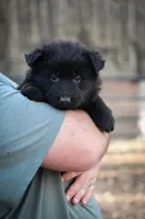 Solid Black Longcoat Male, a male German Shepherd Dog for sale in Thomaston, GA – 1 of 5