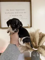Piebald Chiweenie, a female Chihuahua and Miniature Dachshund for sale in Thomaston, GA – 2 of 4