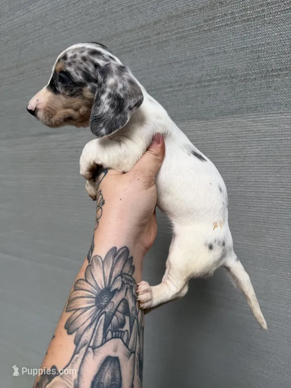 Dapple Miniature female – Miniature Dachshund puppy for sale in Thomaston, GA