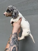 Dapple Miniature female, a female Miniature Dachshund for sale in Thomaston, GA – 1 of 5