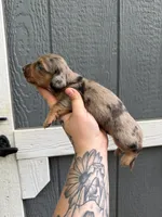 Longhair Dapple male (1), a male Miniature Dachshund for sale in Thomaston, GA – 4 of 7