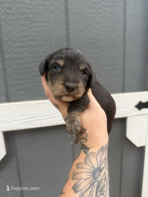 Longhaired Black/cream brindle Piebald  – Miniature Dachshund puppy for sale in Thomaston, GA