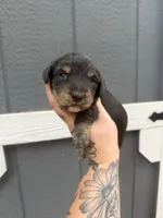 Longhaired Black/cream brindle Piebald , a male Miniature Dachshund for sale in Thomaston, GA – 1 of 7