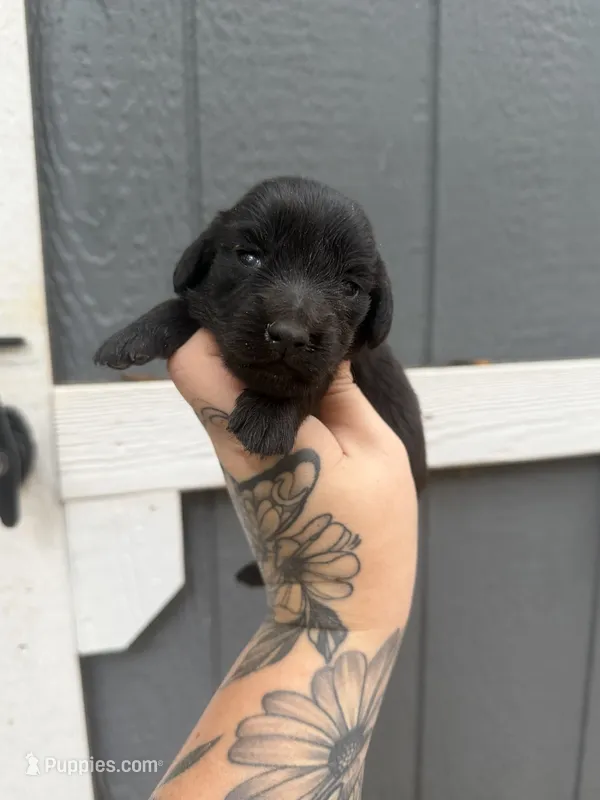 Longhaired Miniature (solid black) 1 – Miniature Dachshund puppy for sale in Thomaston, GA