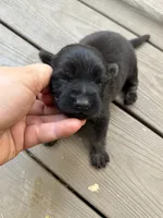 Longhaired Black sable (male), a male German Shepherd Dog for sale in Thomaston, GA – 5 of 5