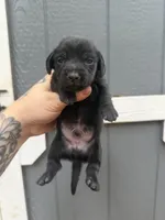 Shorthaired Miniature (solid black) 3, a male Miniature Dachshund for sale in Thomaston, GA – 5 of 6