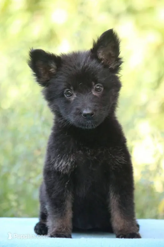 Bicolor longcoat female – German Shepherd Dog puppy for sale in Thomaston, GA