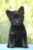 Bicolor longcoat female, a female German Shepherd Dog for sale in Thomaston, GA – 1 of 1