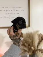 Black/tan Chiweenie, a female Chihuahua and Miniature Dachshund for sale in Thomaston, GA – 2 of 5