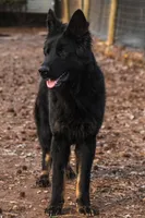 Longcoat Bicolor, a male German Shepherd Dog for sale in Thomaston, GA – 3 of 6