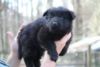 Solid Black Longcoat Male, a male German Shepherd Dog for sale in Thomaston, GA – 4 of 5