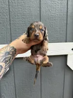 Longhair Dapple male (2), a male Miniature Dachshund for sale in Thomaston, GA – 4 of 7