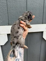 Longhair Dapple male (2), a male Miniature Dachshund for sale in Thomaston, GA – 5 of 7