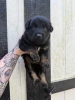 Blue - Bicolor longcoat, a male German Shepherd Dog for sale in Barnesville, GA – Photo 4 of 7