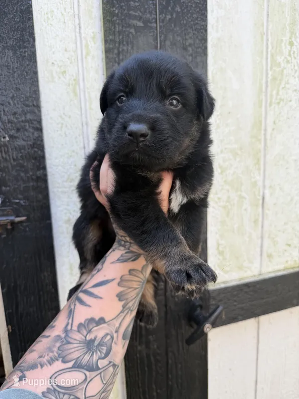 Blue - Bicolor longcoat – German Shepherd Dog puppy for sale in Barnesville, GA