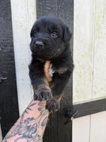 Blue - Bicolor longcoat, a male German Shepherd Dog for sale in Barnesville, GA – Photo 3 of 7