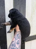 Blue - Bicolor longcoat, a male German Shepherd Dog for sale in Barnesville, GA – Photo 5 of 7