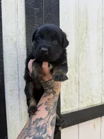 Blue - Bicolor longcoat, a male German Shepherd Dog for sale in Barnesville, GA – Photo 2 of 7