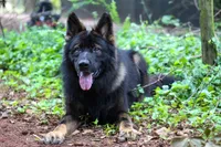 Blue - Bicolor longcoat, a male German Shepherd Dog for sale in Barnesville, GA – Photo 7 of 7