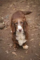 Longhaired Miniature (solid black) 2, a male Miniature Dachshund for sale in Thomaston, GA – 6 of 6
