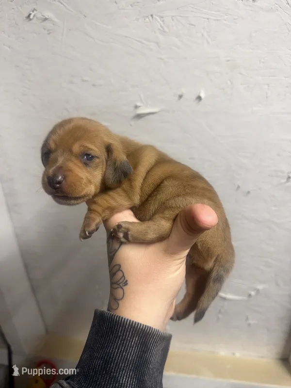 Cream dapple shorthair 1