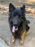 Longhair Black/red male, a male German Shepherd Dog for sale in Thomaston, GA – 5 of 5