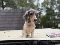 Longhaired Dapple Piebald, a male Miniature Dachshund for sale in Thomaston, GA – 3 of 5