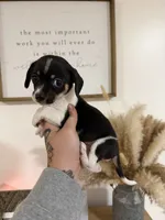 Piebald Chiweenie, a female Chihuahua and Miniature Dachshund for sale in Thomaston, GA – 4 of 4