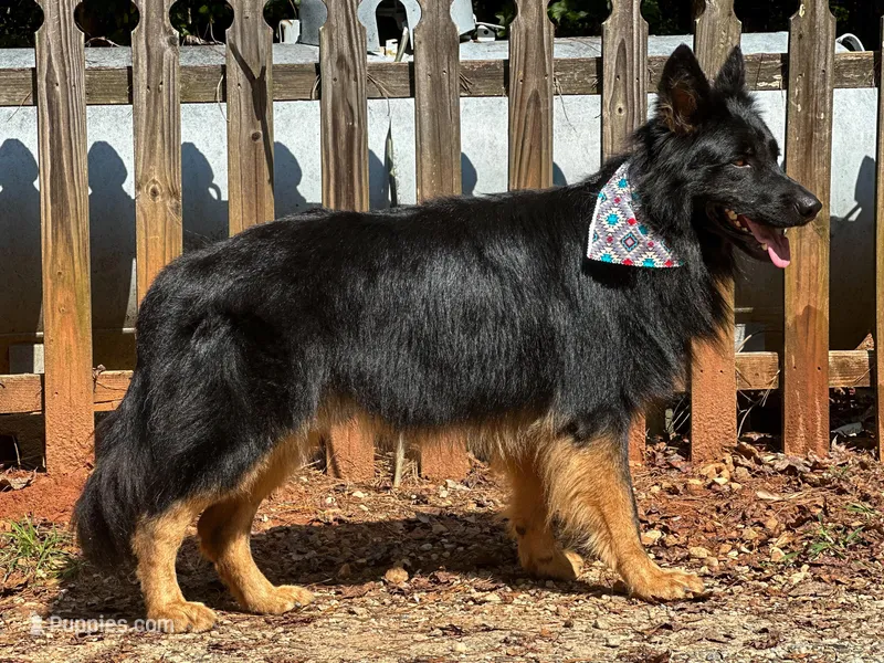 Bi-color longcoat adult Male , a male German Shepherd Dog for sale in Barnesville, GA – Photo 1 of 6