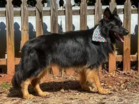 Bi-color longcoat adult Male , a male German Shepherd Dog for sale in Barnesville, GA – Photo 1 of 6