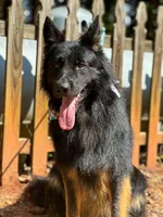 Bi-color longcoat adult Male , a male German Shepherd Dog for sale in Barnesville, GA – Photo 2 of 6