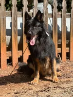 Bi-color longcoat adult Male , a male German Shepherd Dog for sale in Barnesville, GA – Photo 4 of 6