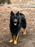 Bi-color longcoat adult Male , a male German Shepherd Dog for sale in Barnesville, GA – Photo 3 of 6