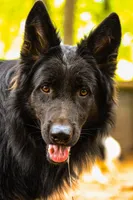 Bi-color longcoat adult Male , a male German Shepherd Dog for sale in Barnesville, GA – Photo 6 of 6