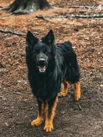 Bi-color longcoat adult Male , a male German Shepherd Dog for sale in Barnesville, GA – Photo 5 of 6