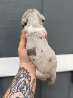 Shorthaired Dapple (male 2), a male Miniature Dachshund for sale in Thomaston, GA – 4 of 6