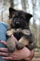 Dark sable Longcoat female, a female German Shepherd Dog for sale in Thomaston, GA – 5 of 5