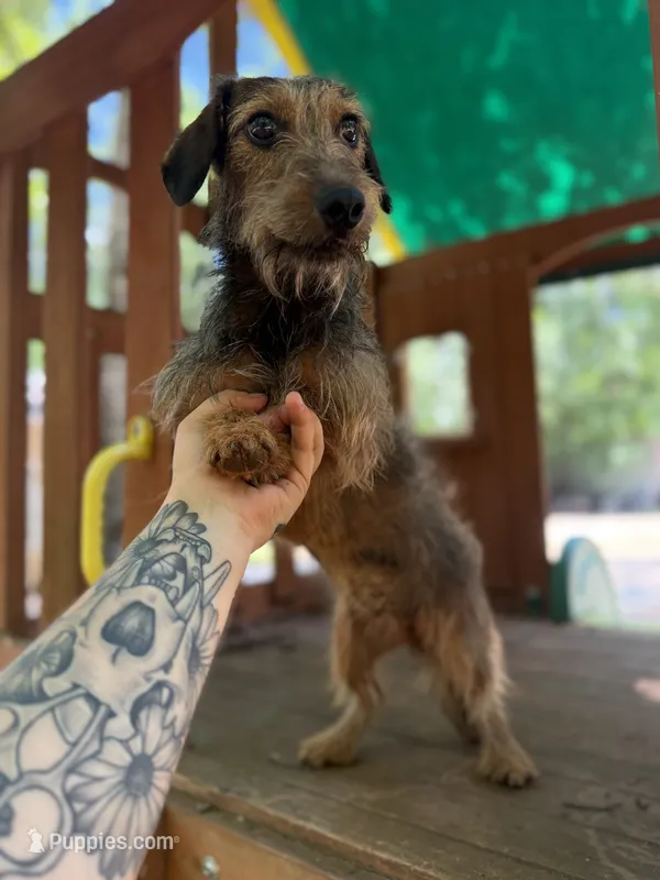 Shaded red Wirehair female – Miniature Dachshund puppy for sale in Thomaston, GA