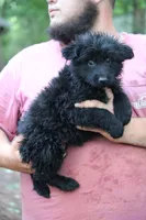 Solid black longcoat female, a female German Shepherd Dog for sale in Thomaston, GA – 2 of 4