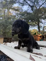 Longhaired Black & cream, a male Miniature Dachshund for sale in Thomaston, GA – 2 of 5