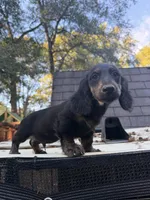 Longhaired Black & cream, a male Miniature Dachshund for sale in Thomaston, GA – 4 of 5