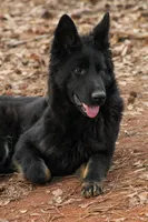 Longcoat Bicolor, a male German Shepherd Dog for sale in Thomaston, GA – 5 of 6