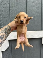 Longhair solid Cream Female, a female Miniature Dachshund for sale in Thomaston, GA – 3 of 7