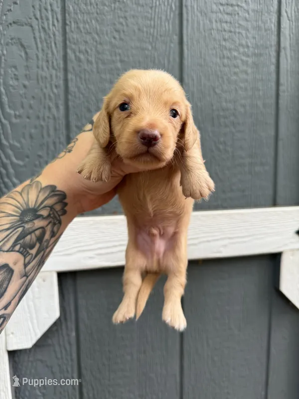 Longhair cream Male – Miniature Dachshund puppy for sale in Thomaston, GA